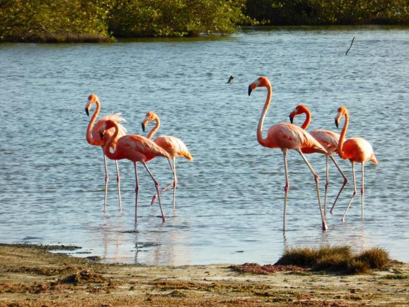 Woodz Bonaire Daire Playa Dış mekan fotoğraf